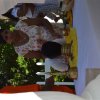 955. 02 dsc_0053